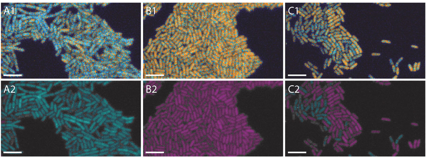 B.subtilis cells showing different lifetimes. Top row: original lifetime image of FRETing, non-FRETing, and mixed cells. Bottom row: same cells as top row, but categorized and colorized based on average cell lifetime.