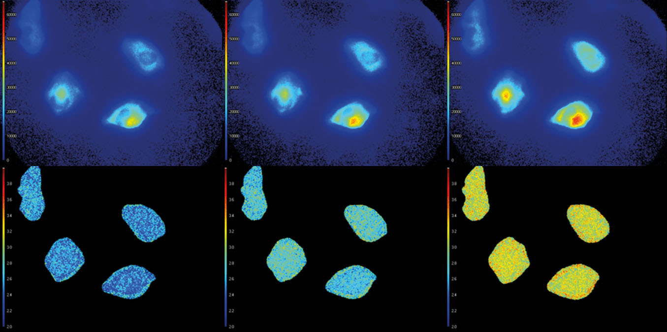 Top row: Fluorescence intensity images (colorized). Bottom row: Corresponding fluorescence lifetime images (colorized). The average fluorescence lifetime of the cells increases over time.