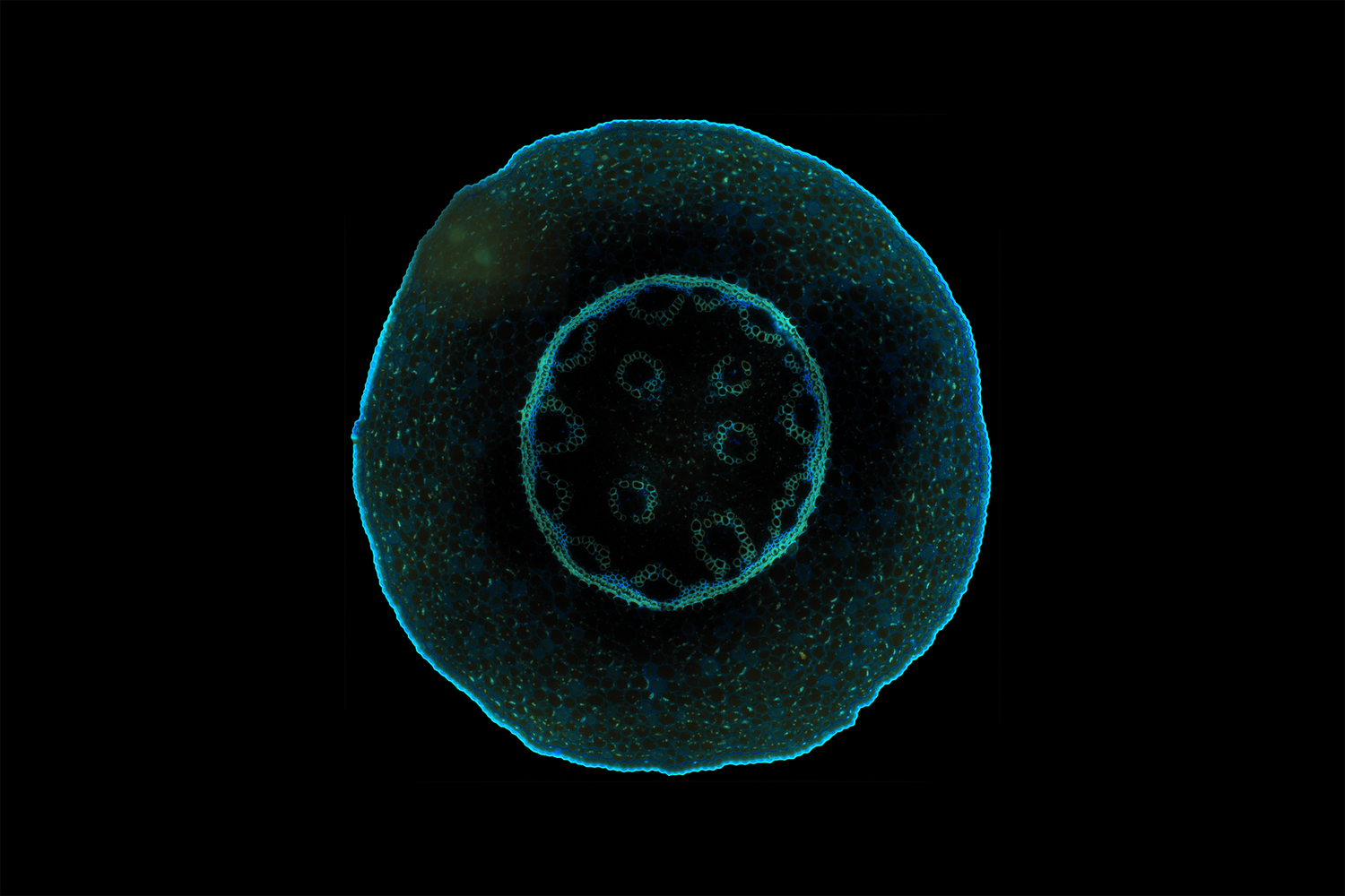 Stitched fluorescence lifetime image of Convallaria, widefield, 40x objective.
