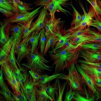 Advanced Light Microscopy