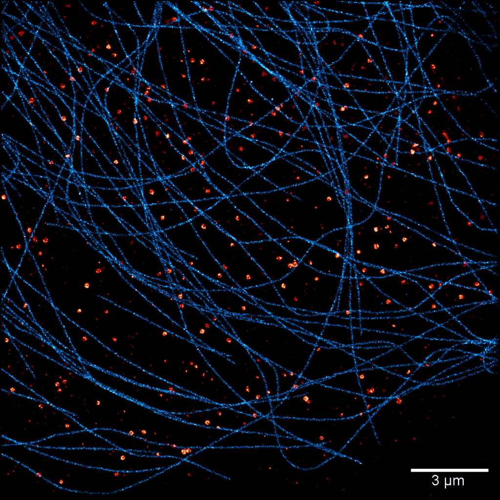 STORM SMLM