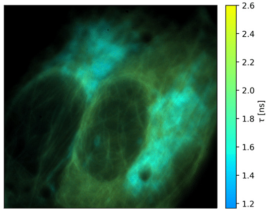 Fluorescence lifetime image acquired with SPAD512S