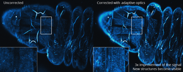 drosophila larva acquired with this microscope - correction of the wavefront error thanks to adaptive optics