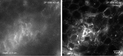 images of drosophila tissues acquired with that same microscope at three different depth (2µm, 22µm, 42µm) without (left) and with (right) adaptive optics
