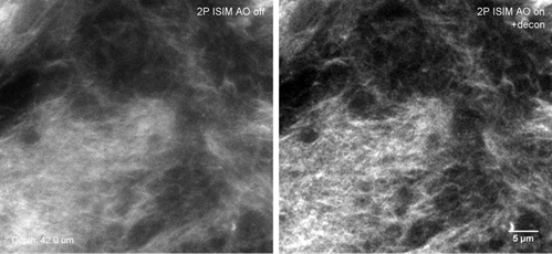 images of drosophila tissues acquired with that same microscope at three different depth (2µm, 22µm, 42µm) without (left) and with (right) adaptive optics - correction of wavefront error