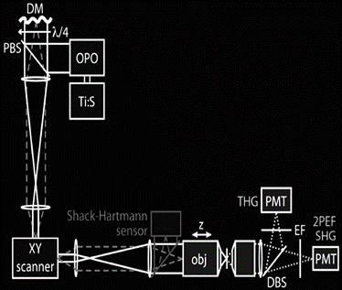 multiphoton microscope: adaptive optics in microscopy