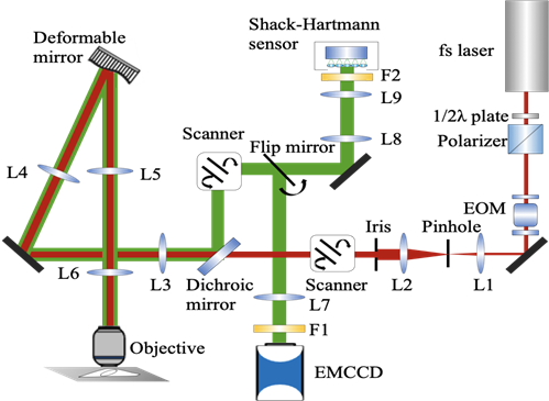 multiphoton setup where AO is implemented