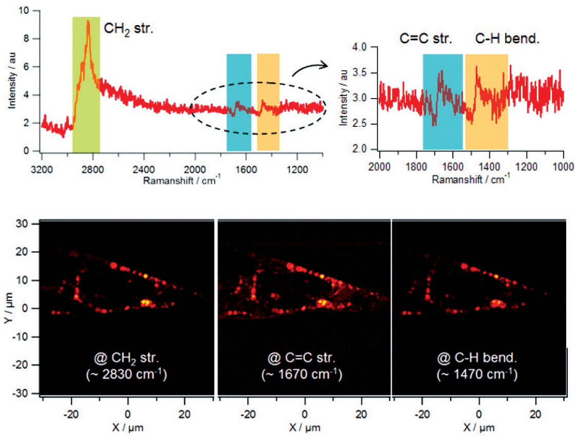 Multiplex CARS signal and multi-color imaging of caernorhabditis elegans 