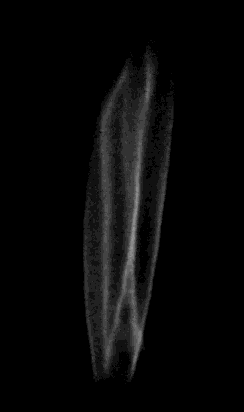 Methane-ammonia flame imaged at 228nm using the Revealer NEO25 UV
