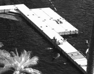 Dolphin with SWIR camera IMX992